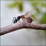 Closeup of an ant on a limb