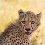 Face of a Cheetah