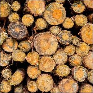 Cord of Wood logs
