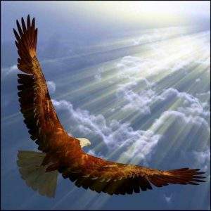 Eagle in flight with sun shining