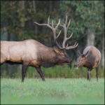 Momma and baby elk