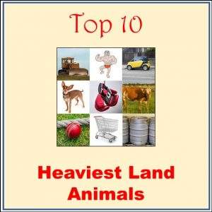 Tope 10 Heaviest Land Animals