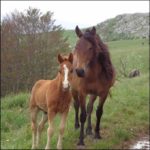 Mom and Baby horse