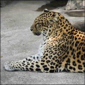 Leopard caught laying down