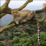 Leopard hanging out in a tree