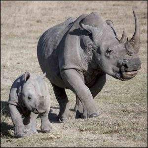 Rhino mom and baby