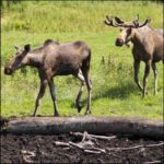 Male and Female Moose