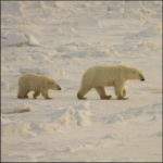 Mom and cub polar bears