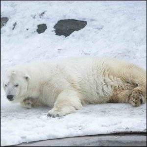 Polar Bear laying in the snow