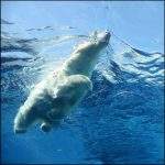 Polar Bear swimming