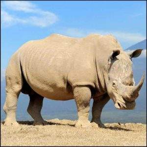 Rhino standing in the sand