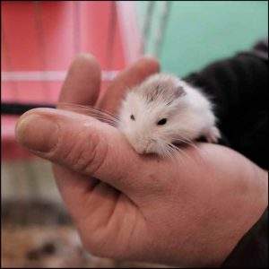 Tiny Hamster showing size