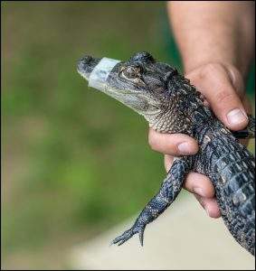 baby alligator with mouth taped shut
