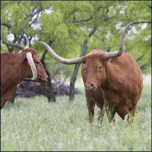 Longhorn bulls in a field