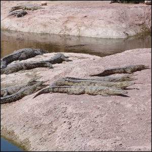 crocodile babies resting on a rock
