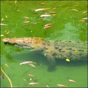 crocodile resting in the water