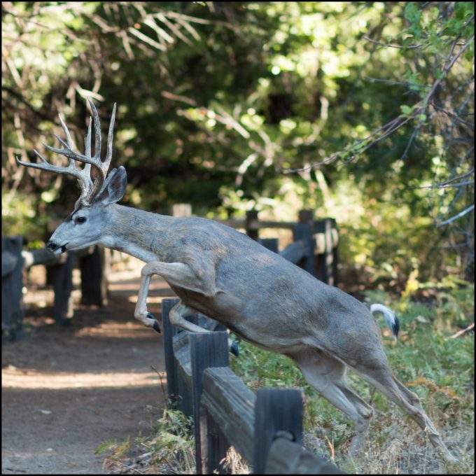 deer jumping over a fence