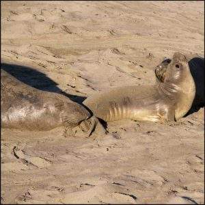 Elephant Seal Pups
