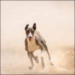 Greyhound running in the dirt