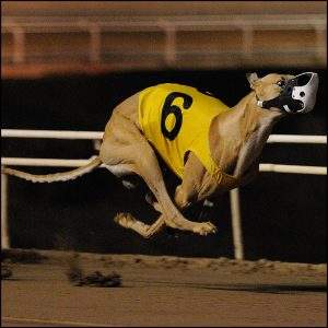Greyhound midair in race
