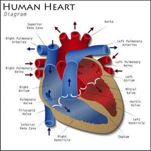 Heart Diagram