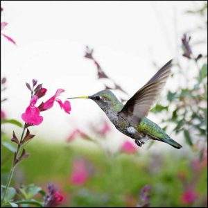Hummingbird And Flower