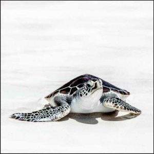Sea Turtle On White Sand