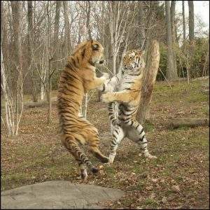 Tigers Fighting