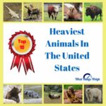 Top 10 Heaviest Animals In The United States