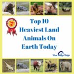 Top 10 Heaviest Land Animals On The Earth Today