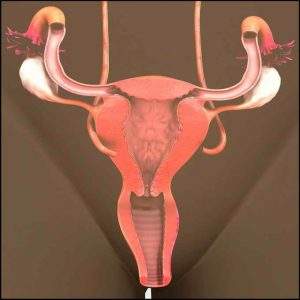 Illustration of uterus