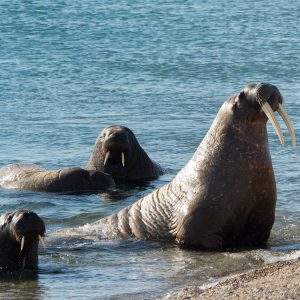 walrus on the beach