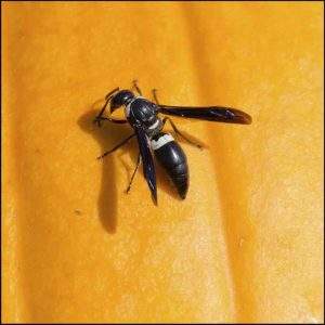 wasp landing on a surface