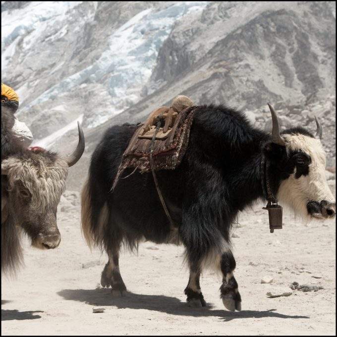 wild yak carrying items