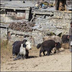 herd of wild yak