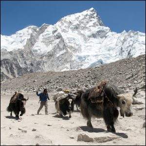 herd of wild yak with shepherd